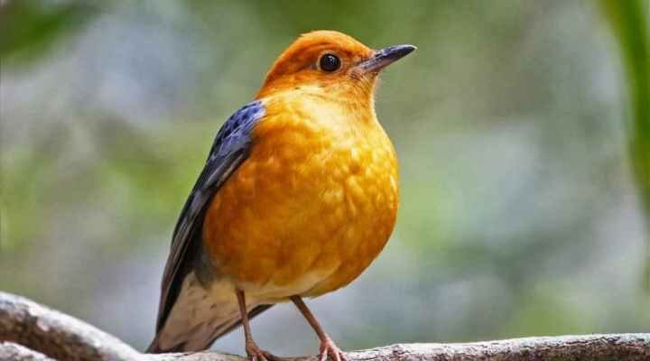 anis-merah-jantan-1759614