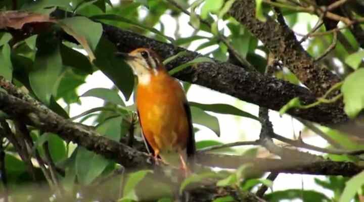 anis-merah-liar-7483424