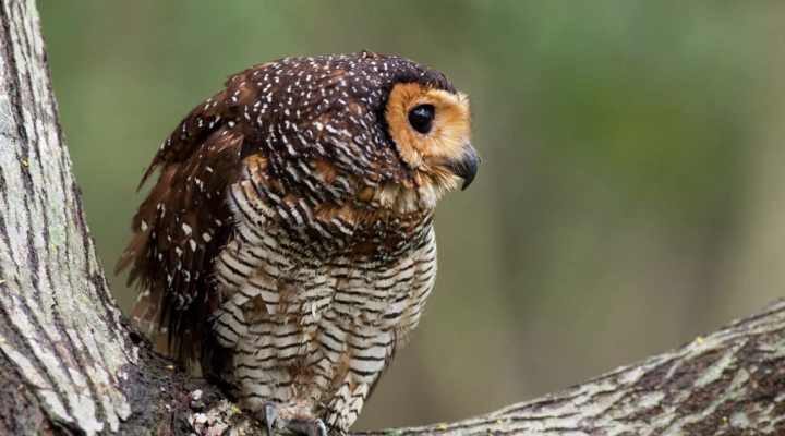 burung-hantu-1-2473303