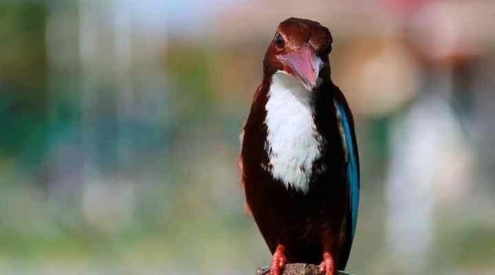 burung-raja-udang-merah-e1499160740714-7778568