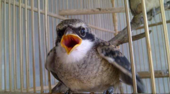 cendet-mogok-makan-2756688