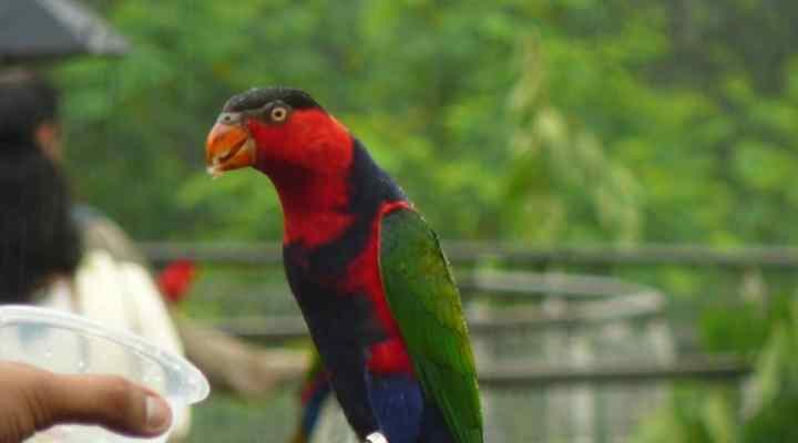 melatih-nuri-kepala-hitam-7441713