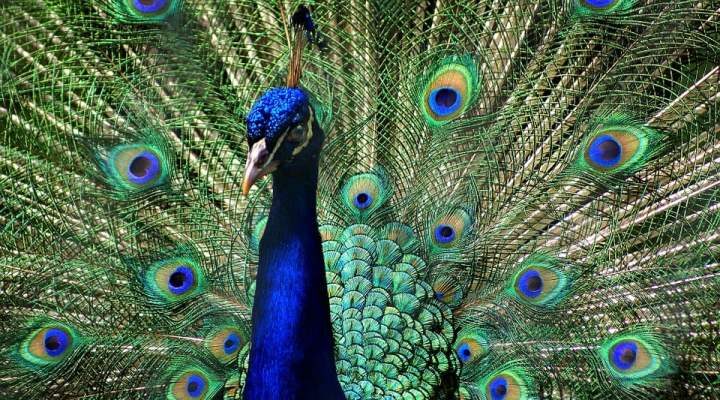 merak-jantan-5591944