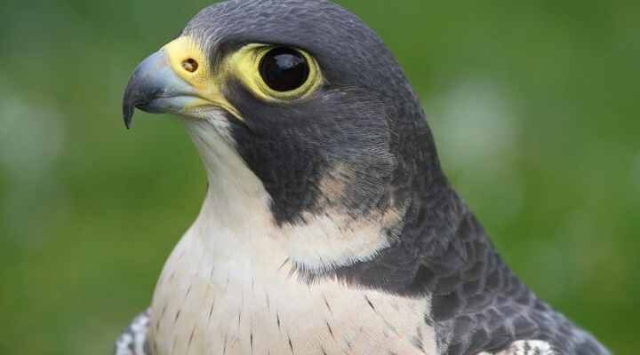 alap-alap-kawah-6349124