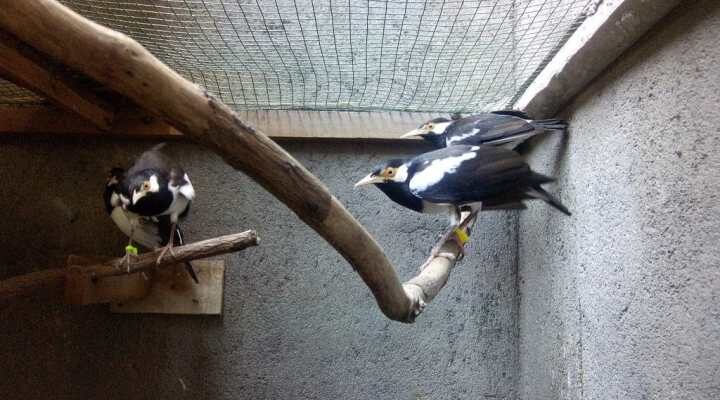 burung-jalak-suren-9290676