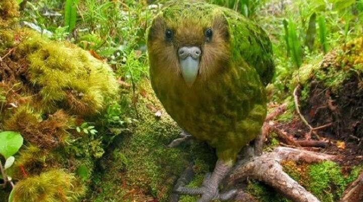 kakapo-1-8481134