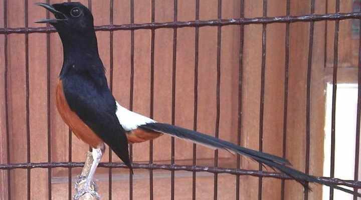 murai-batu-jambi-3-7920263