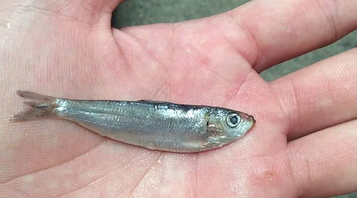 fish-1227919_960_720-2872563