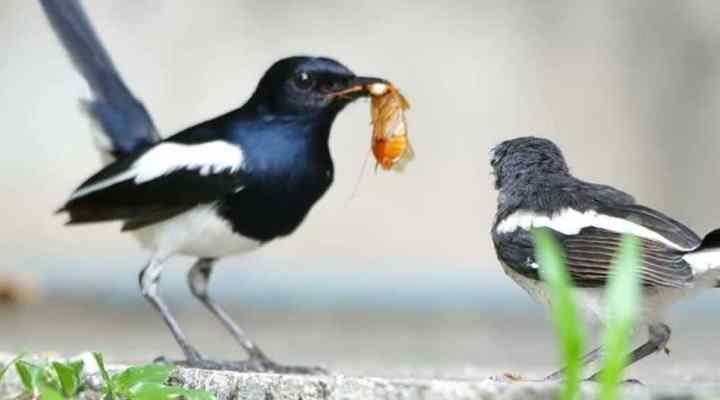 makanan-burung-kacer-3348657