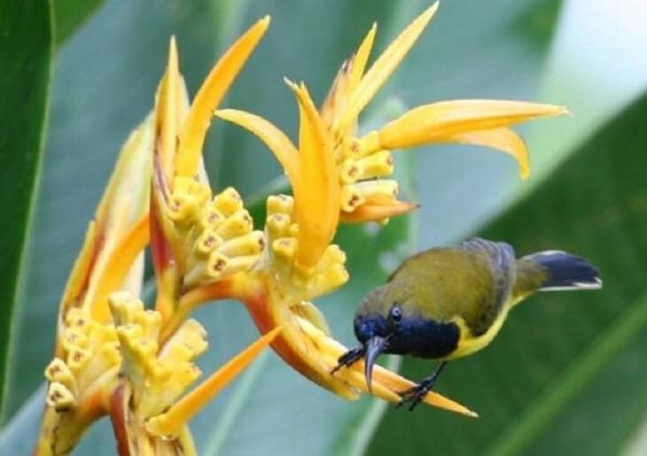 ciri-burung-sogok-ontong-jantan-dan-betina-8411448