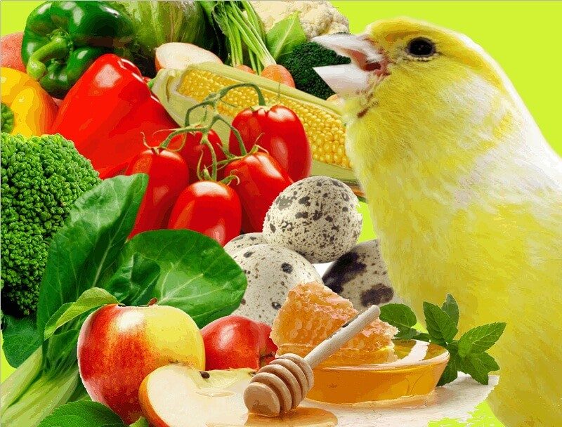 13-jenis-pakan-tambahan-burung-kenari-yang-bikin-rajin-bunyi-2012288