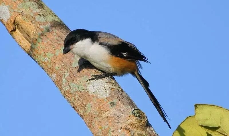 burung-cendet-jawa-timur-6992227