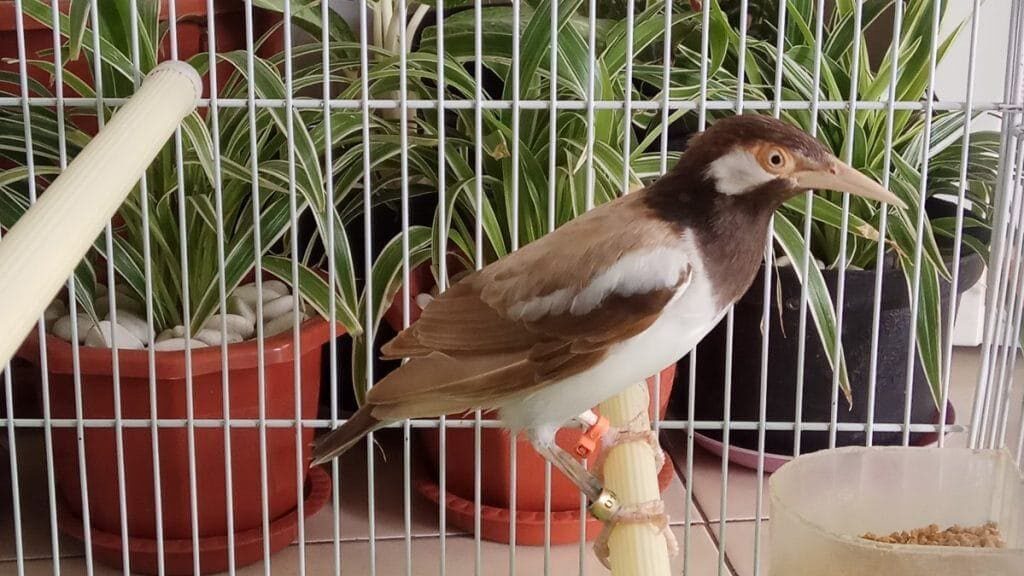 burung-jalak-suren-albino-3-3140535
