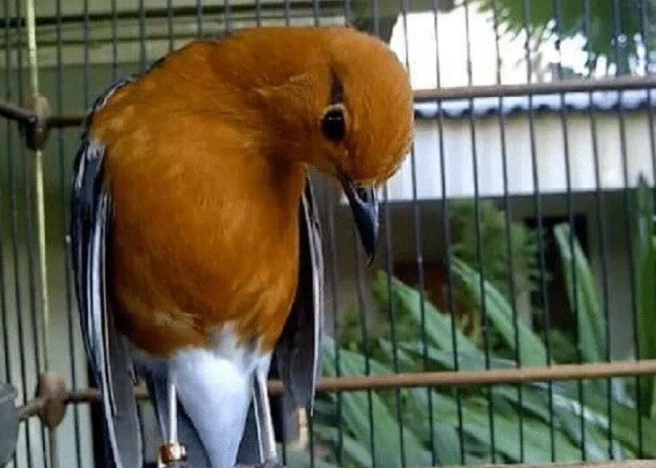 cara-mengatasi-anis-merah-ngecir-8015581