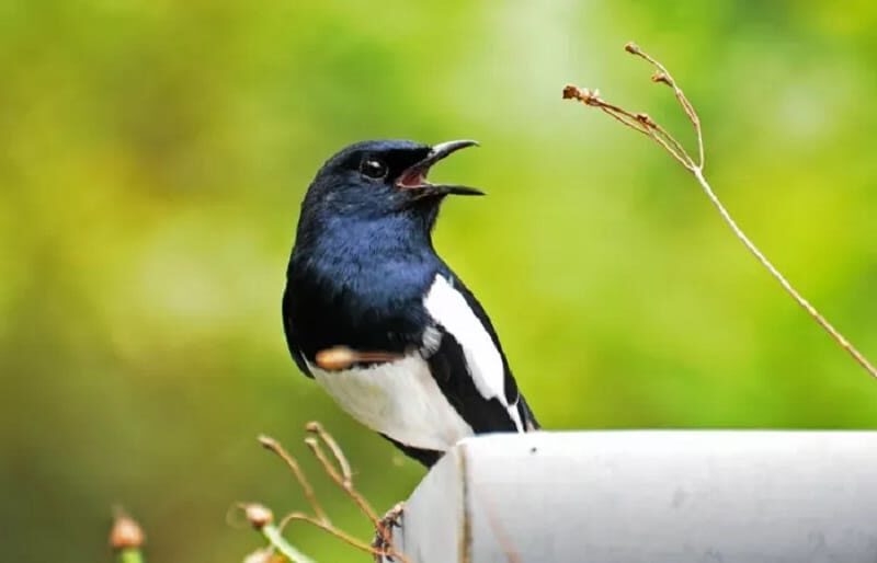 cara-mengatasi-burung-kacer-giras-ngeruji-nabrak-sangkar-paling-efektif-6292059