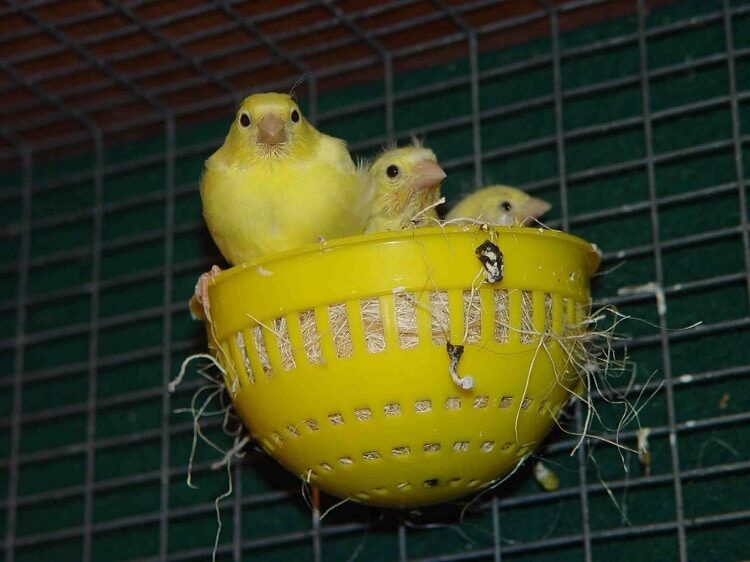 cara-ternak-burung-kenari-af-yang-baik-dan-benar-5382726