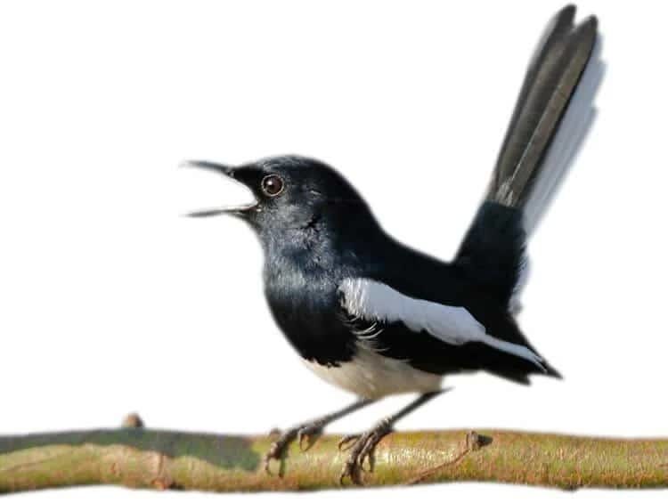 ini-dia-penyebab-kacer-mangap-saat-lomba-berlangsung-2633792