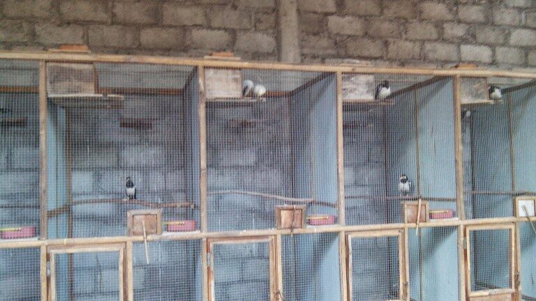 kandang-ternak-untuk-burung-jalak-suren-dan-burung-jalak-putih-1657212