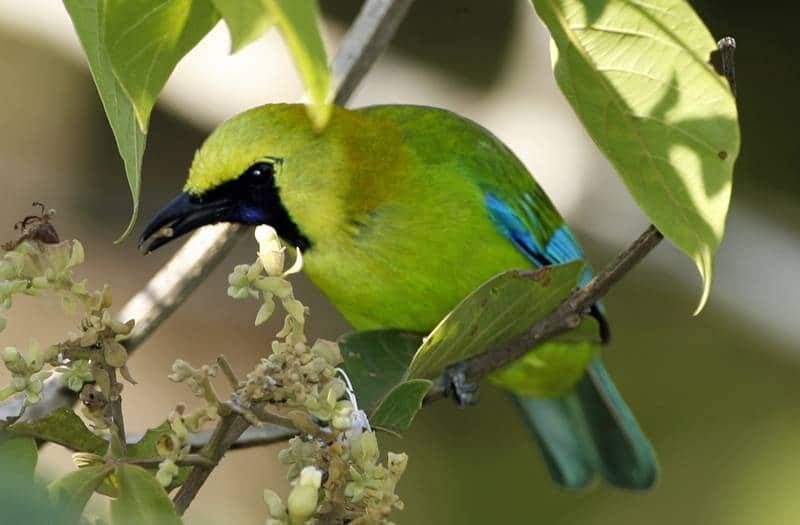 karakteristik-cucak-ijo-yang-siap-lomba-4331077