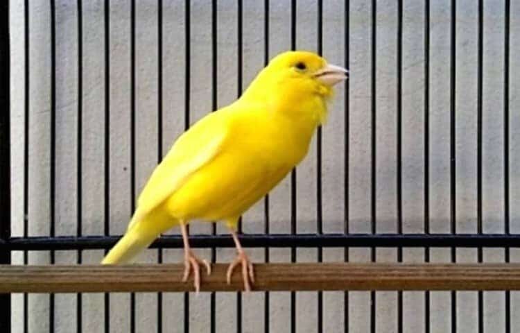 ketahui-cara-mengatasi-penyakit-kenari-mata-bengkak-yang-tepat-5275107