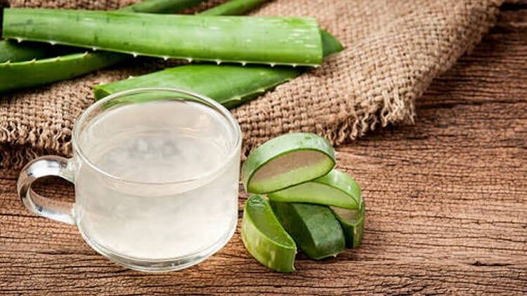 lidah-buaya-untuk-mengatasi-botak-pada-lovebird-7999216