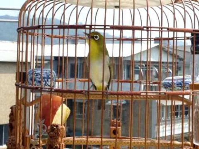 manfaat-dan-fungsi-air-gula-untuk-pleci-biar-cepat-gacor-2776196