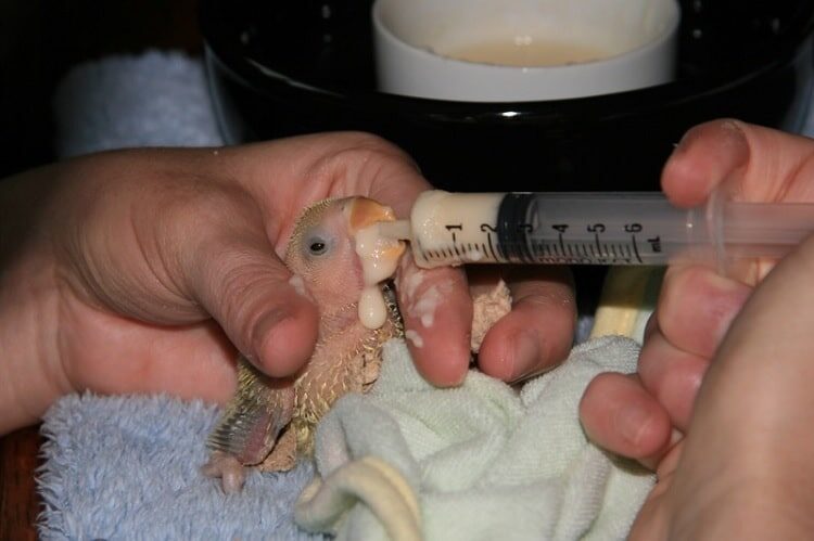 mengenal-cara-melakukan-hand-feeding-pada-anakan-lovebird-7305263