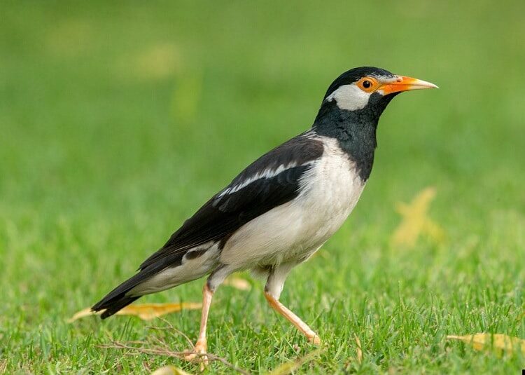 mengetahui-berbagai-manfaat-memelihara-burung-jalak-suren-6019938