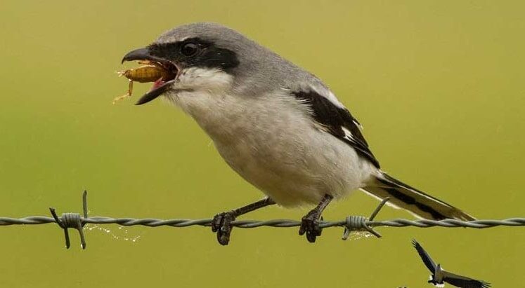 penyebab-burung-cendet-nyepah-jangkrik-utuh-dan-cara-mengatasi-5054839