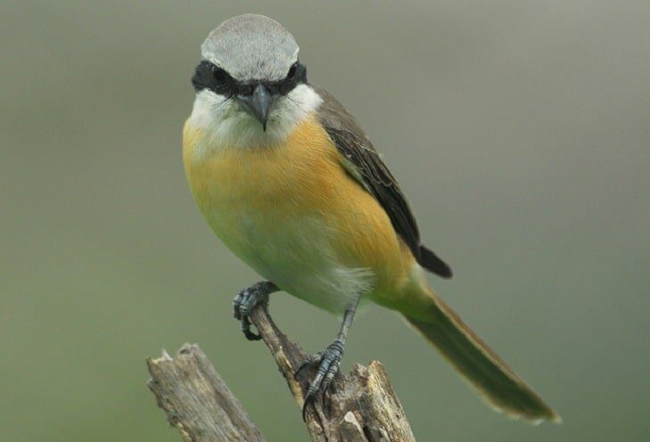 penyebab-paruh-cendet-berwarna-pucat-4459050