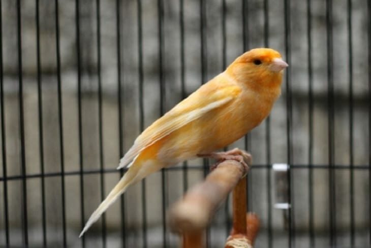 perbedaan-kenari-loper-dengan-kenari-af-dan-kenari-jenis-lainnya-1967830