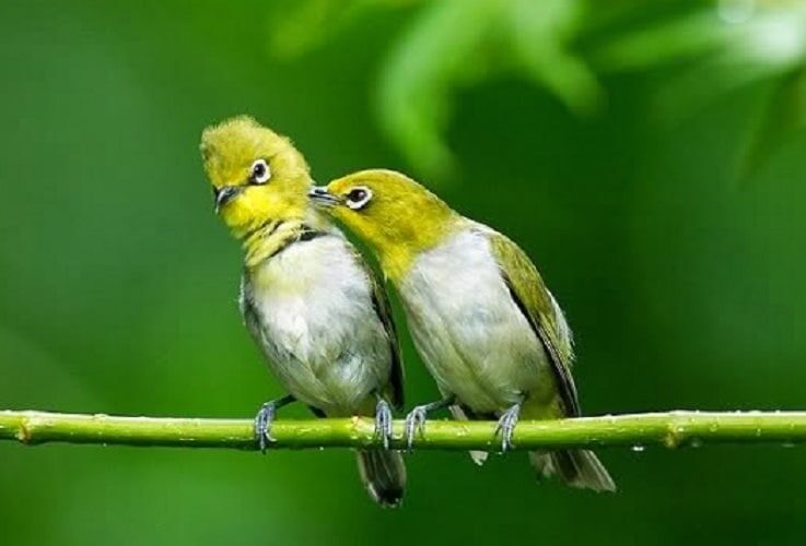 tingkah-laku-pleci-betina-yang-sudah-siap-kawin-1809040