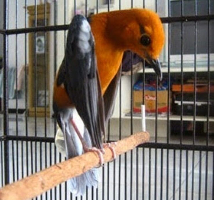 tips-anis-merah-teler-istimewa-8194952