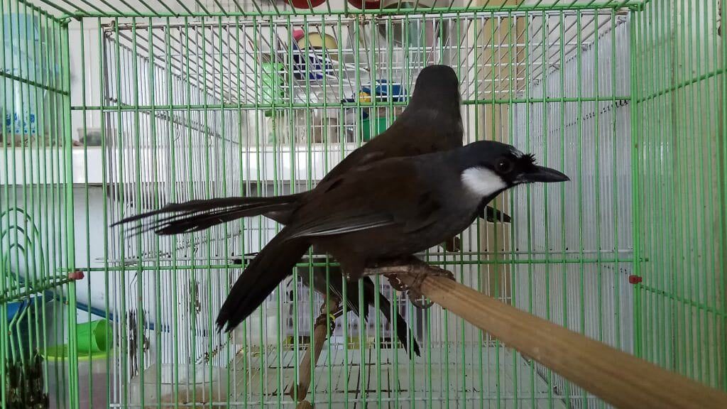 poksay-hongkong-5090431