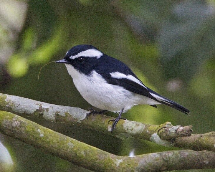 1-mengenal-ciri-khas-burung-sikatan-belang-dan-habitanya-8755746