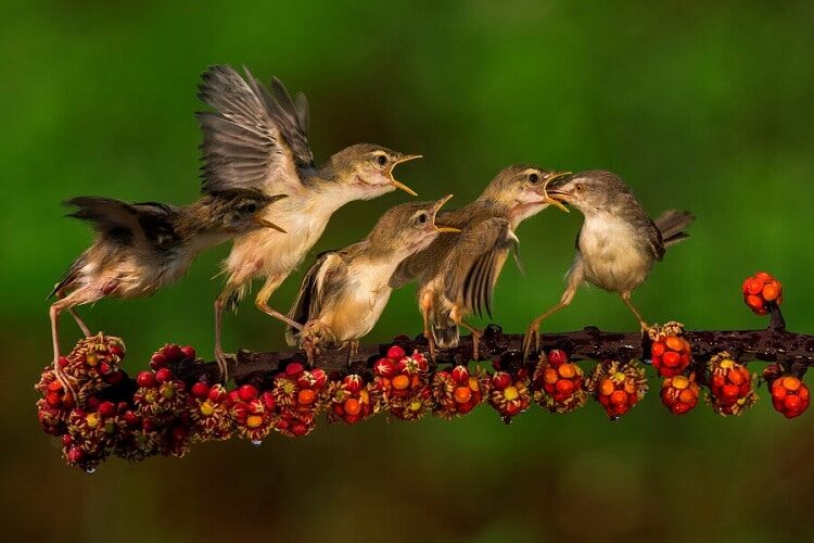 budidaya-burung-ciblek-kristal-7633975