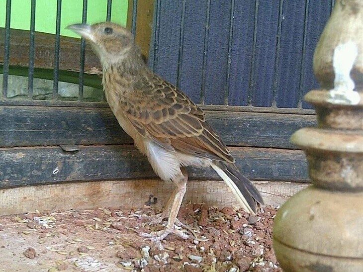 burung-branjangan-mabung-5392710
