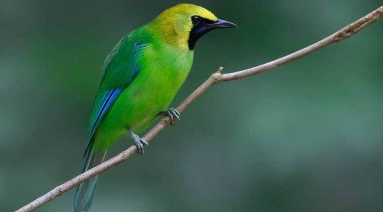 cara-menangkap-cucak-ijo-liar-dengan-mudah-dan-cepat-4275255