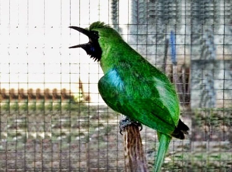 cara-mengatasi-burung-cucak-ijo-kegemukan-yang-efektif-8728892