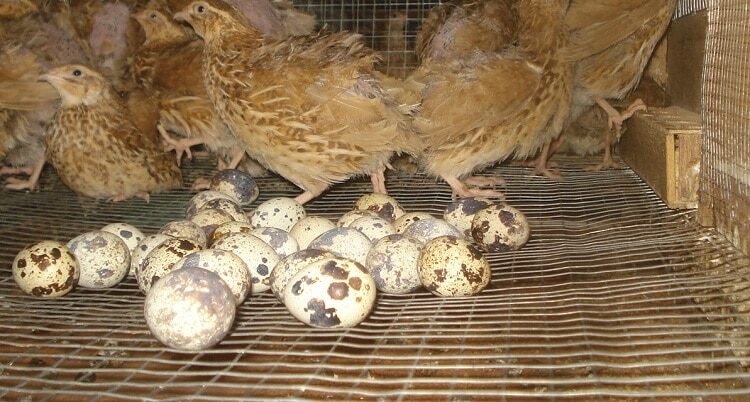 jenis-pakan-burung-puyuh-petelur-6831867