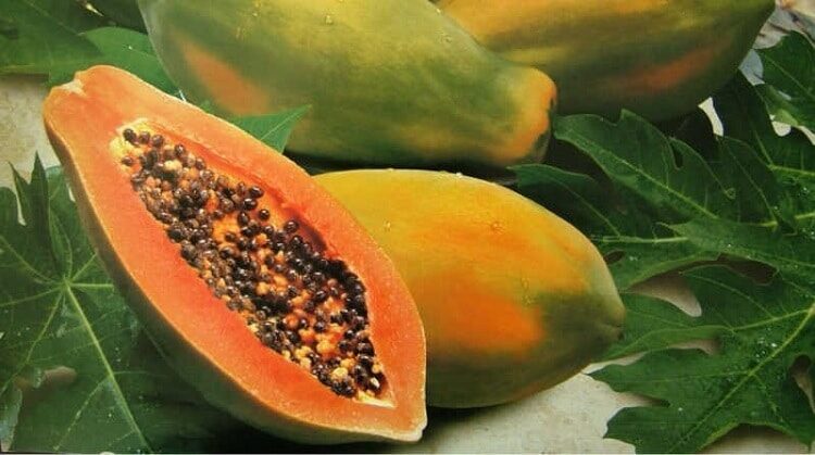 kombinasi-pakan-burung-cucak-ijo-terbaik-2819393