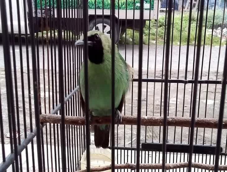 penyebab-cara-mengatasi-cucak-ijo-sering-didis-di-arena-lomba-2124949