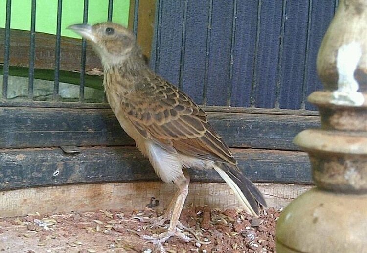 perbedaan-branjangan-jawa-dan-ntb-yang-tak-banyak-diketahui-4843567