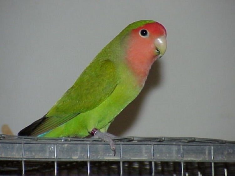 cara-pasang-ring-lovebird-9944391