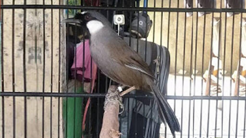 maxresdefault-6252436