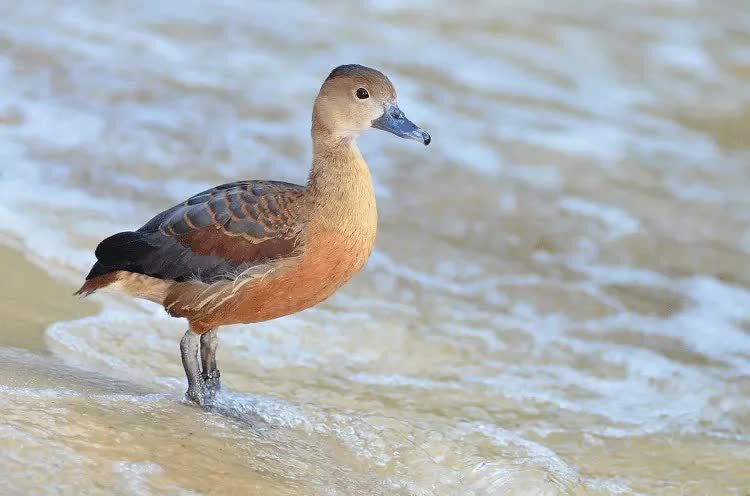 tips-dan-cara-ternak-burung-belibis-paling-mudah-1225198