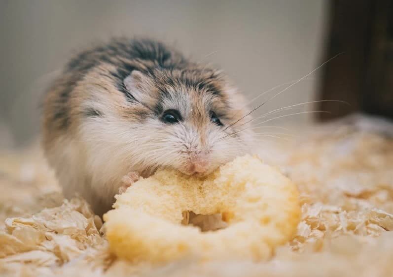 5-jenis-hamster-lucu-ini-cocok-untuk-dijadikan-hewan-peliharaan-8753309