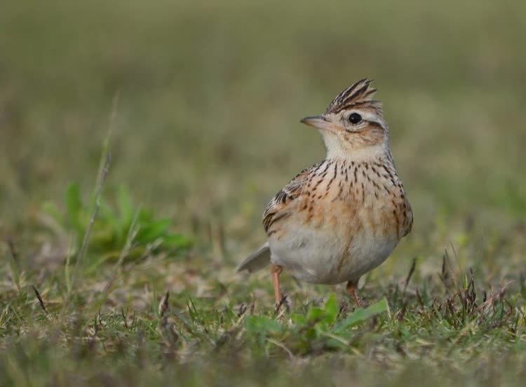 mengenal-4-spesies-burung-sanma-dan-ciri-fisiknya-lengkap-1860937