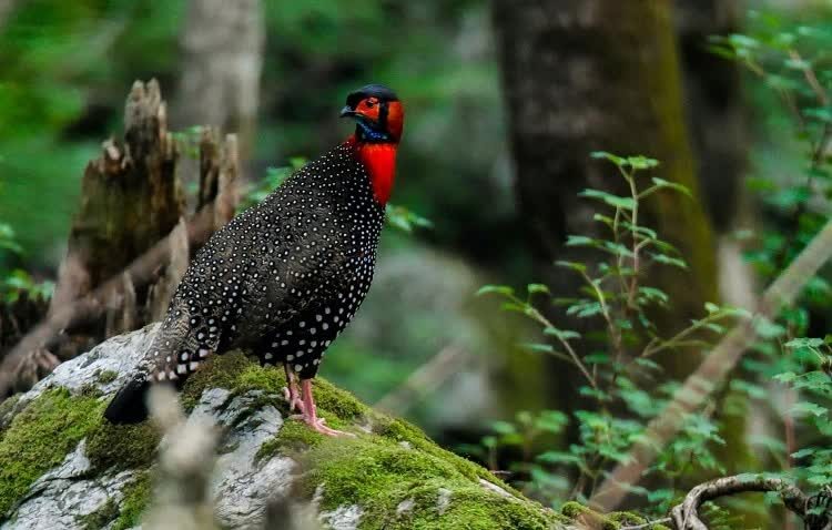 mengenal-tragopan-barat-bertanduk-burung-pesolek-dan-pemalu-8783684