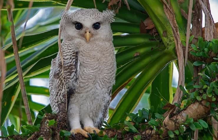 mengenal-burung-hantu-hingkik-bubo-sumatranus-yang-unik-1279614